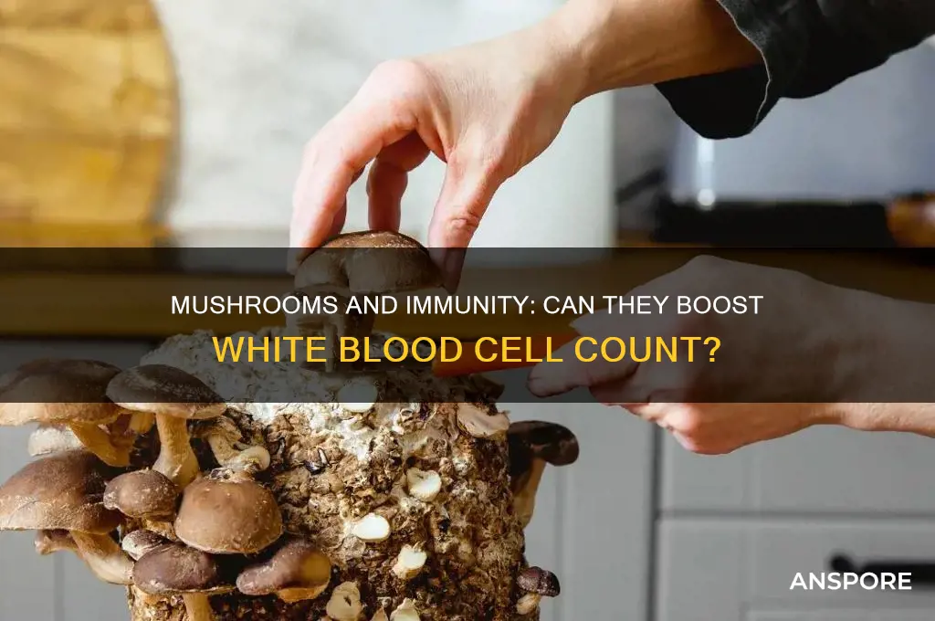 do mushrooms boost your white blood cell count