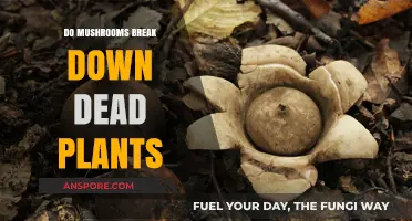 How Mushrooms Decompose Dead Plants: Nature's Recycling Process Explained
