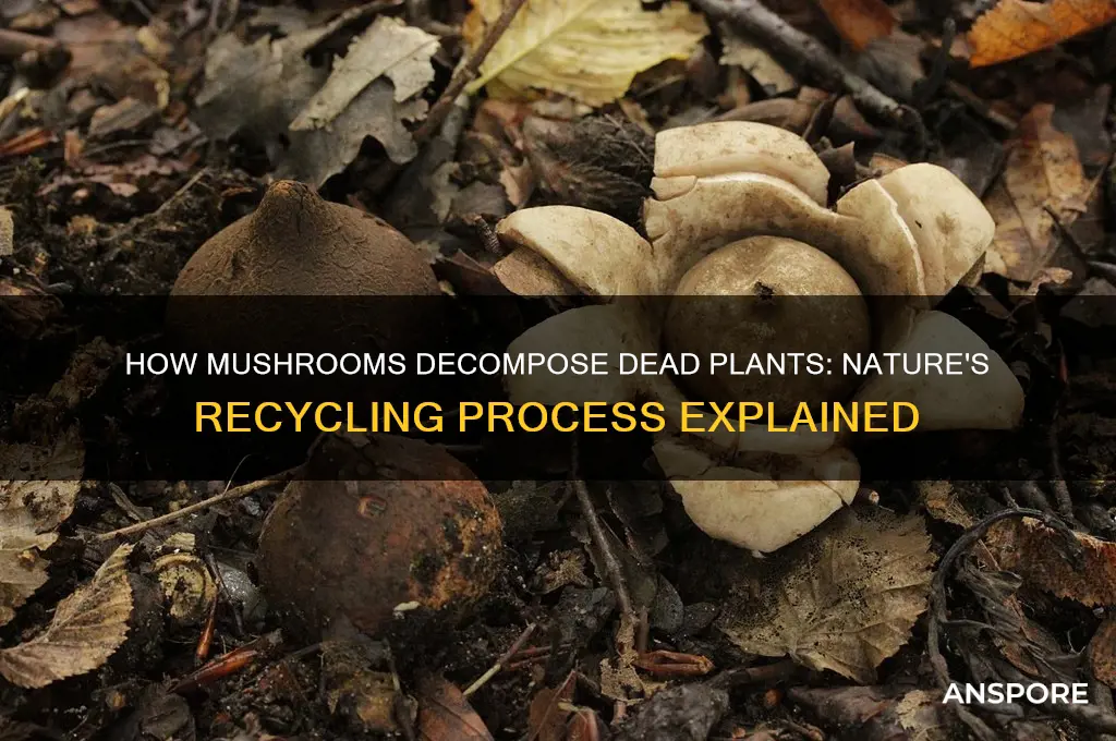 do mushrooms break down dead plants