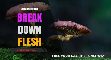 Mushrooms Devouring Flesh: Nature's Decomposers at Work