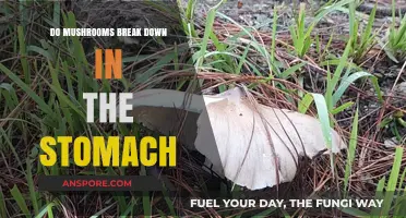Do Mushrooms Break Down in the Stomach? Digestive Process Explained