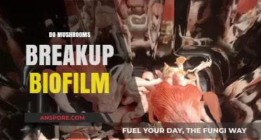 Mushrooms: Biofilm Busters?