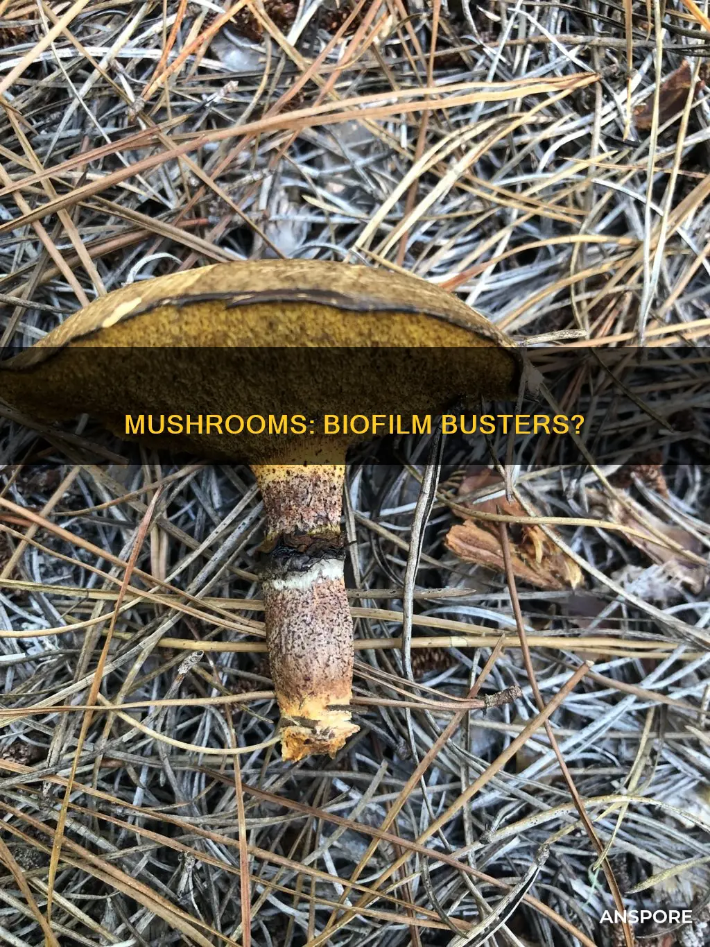 do mushrooms breakup biofilm