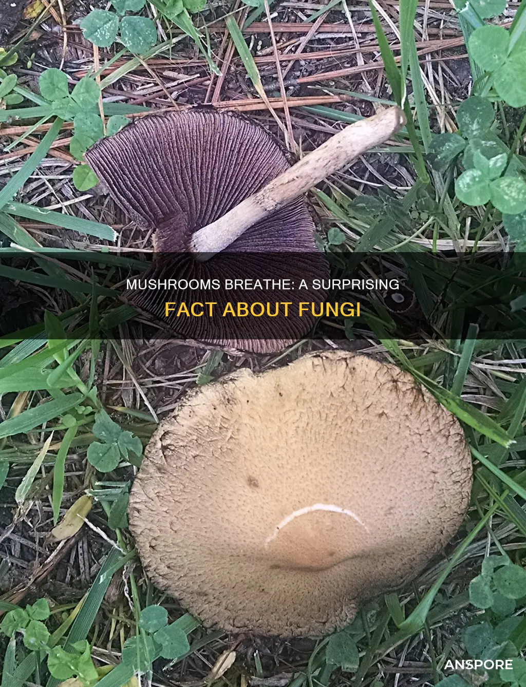 do mushrooms breath