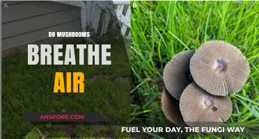 Mushrooms Breathe: Air Exchange and Fungal Respiration