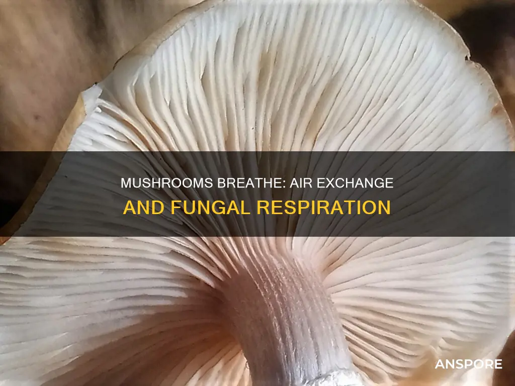 do mushrooms breathe air