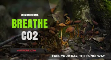 Mushrooms Breathe: CO2 Intake and Output Explored