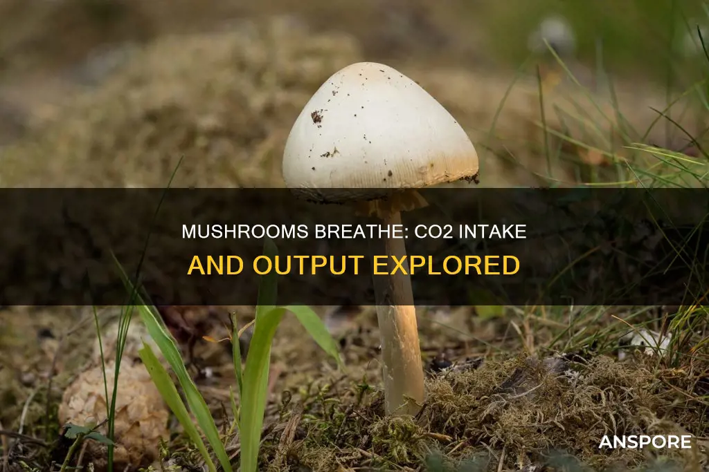 do mushrooms breathe co2
