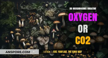 Do Mushrooms Breathe Oxygen or CO2? Unraveling Fungal Respiration