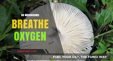 Mushrooms: Do They Breathe Like Us?