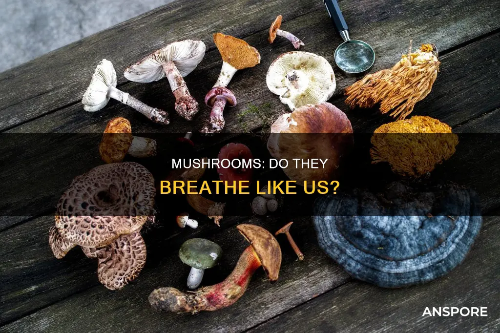 do mushrooms breathe oxygen