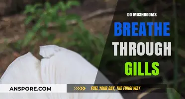 Mushroom Respiration: Gills and How They Work