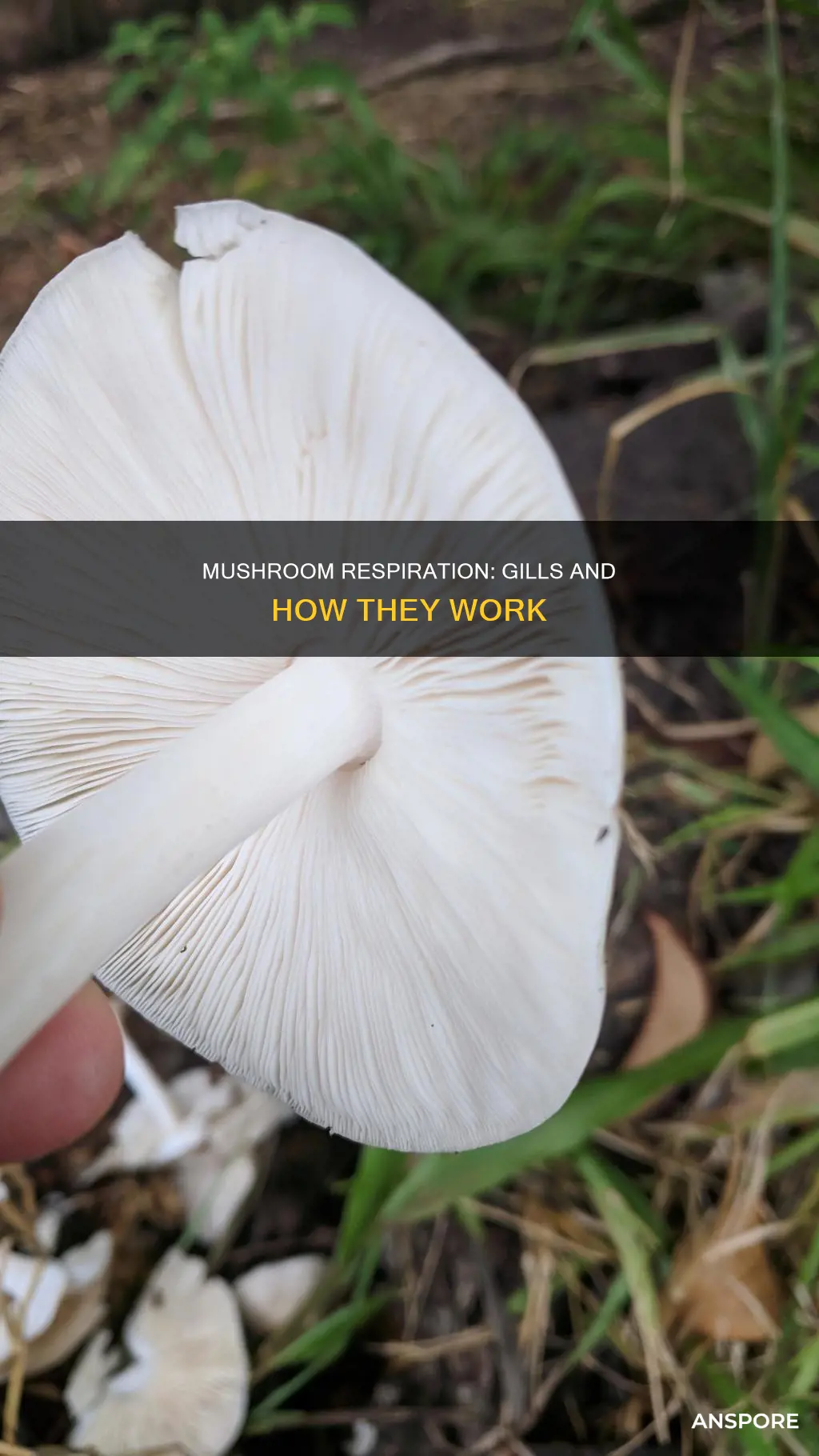 do mushrooms breathe through gills