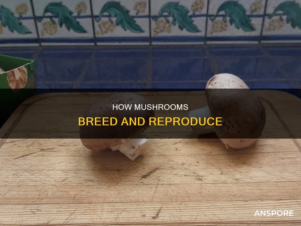do mushrooms breed