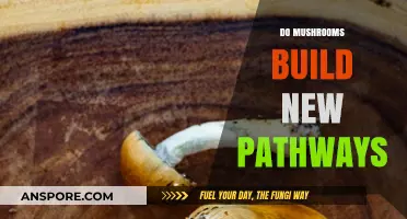 Mushrooms: Building New Pathways in the Brain