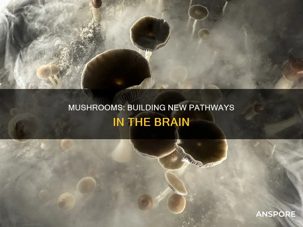 do mushrooms build new pathways