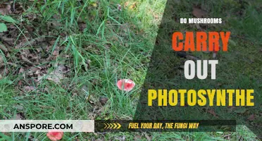 How Do Mushrooms Photosynthesize?