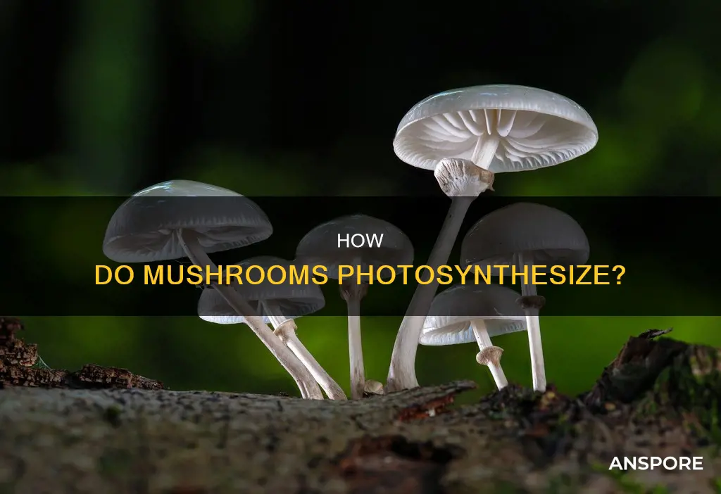 do mushrooms carry out photosynthesis
