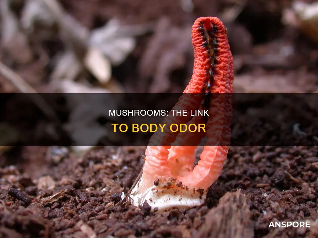 do mushrooms cause body odor