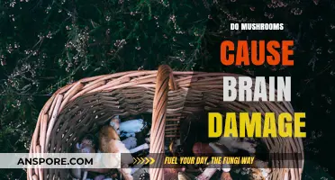 Mushrooms: Brain Damage or Brain Boost?