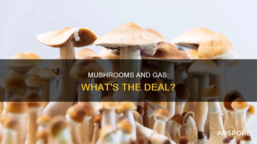 do mushrooms cause flatulence