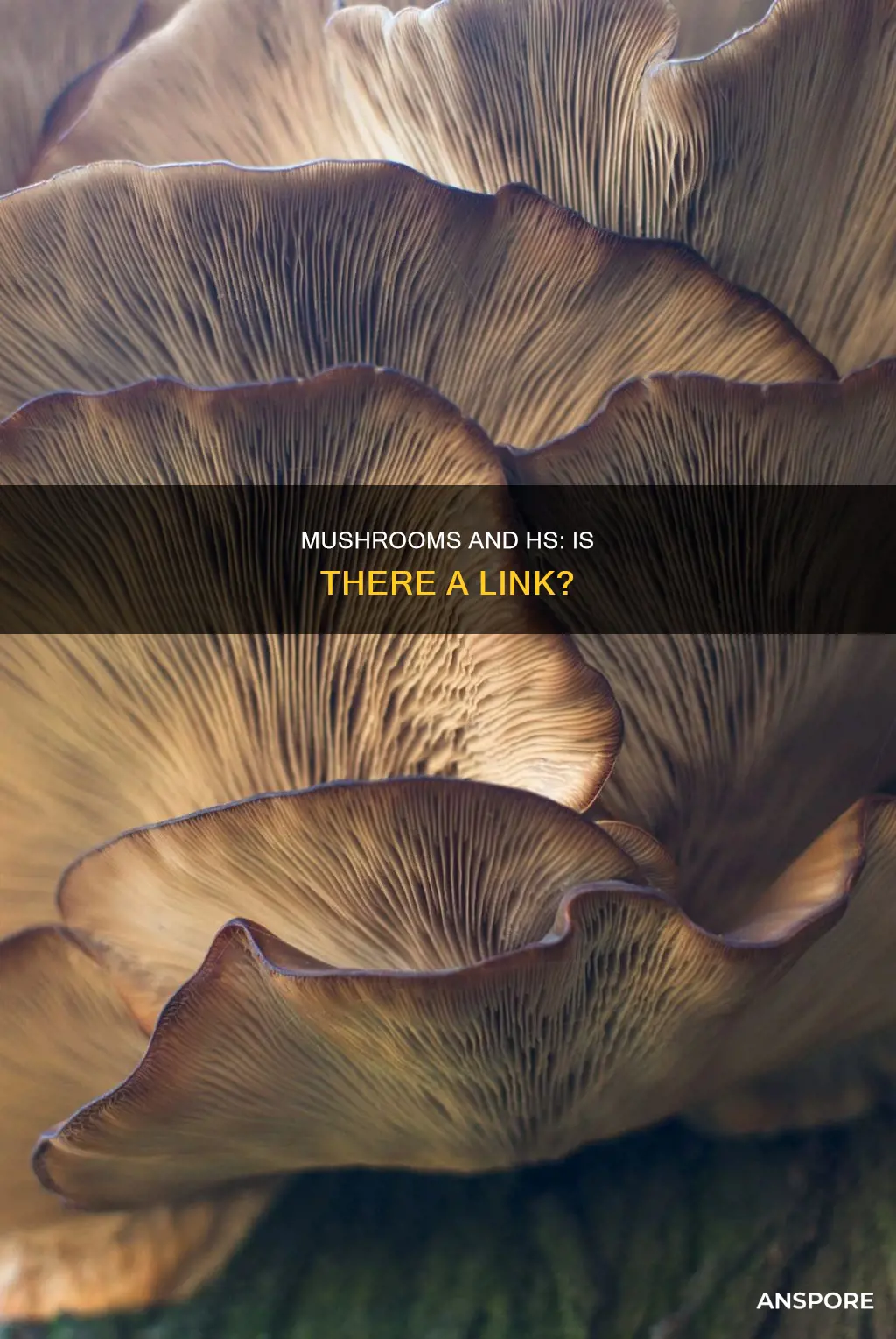 do mushrooms cause hs