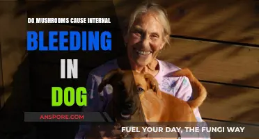 Mushrooms and Dogs: Debunking the Internal Bleeding Myth