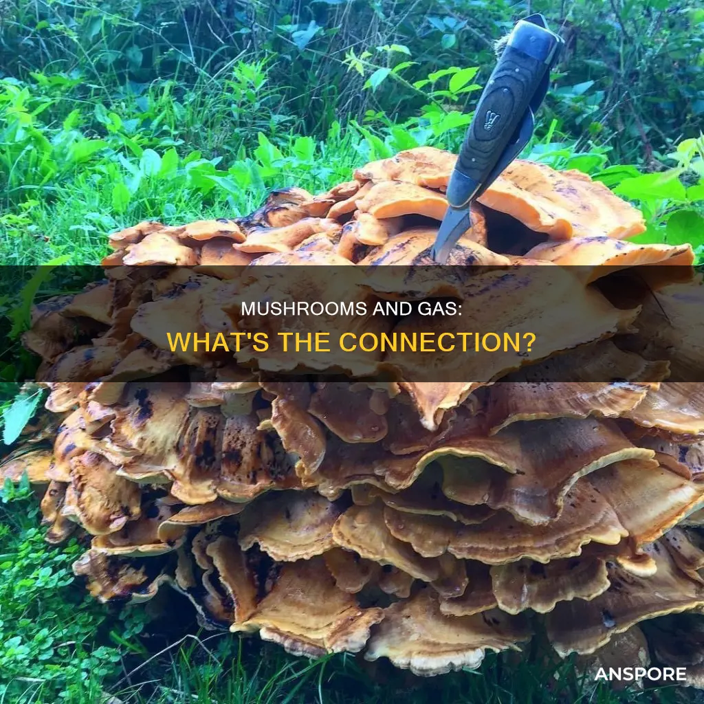 do mushrooms cause intestinal gas