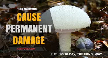 Mushrooms: Can They Damage Your Brain Permanently?