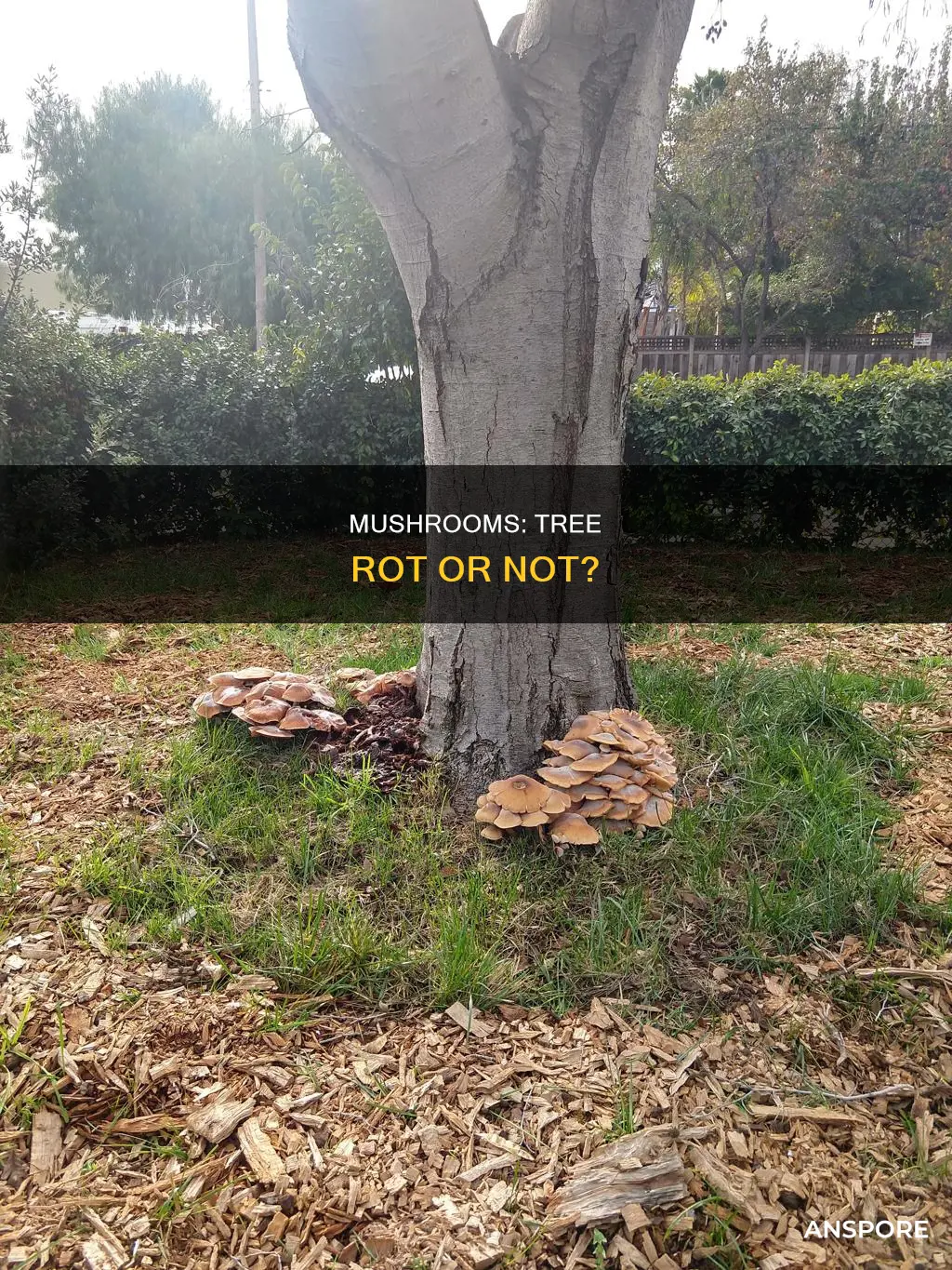 do mushrooms cause tree rot