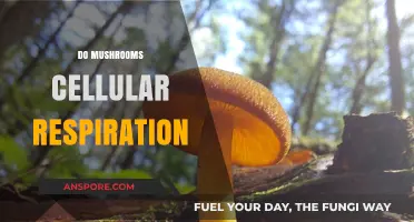 Mushrooms Breathe: Cellular Respiration Explained