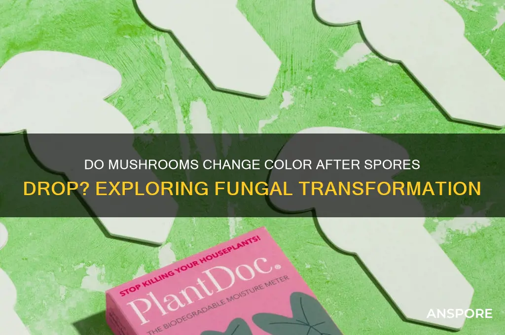 do mushrooms change color after spores drop
