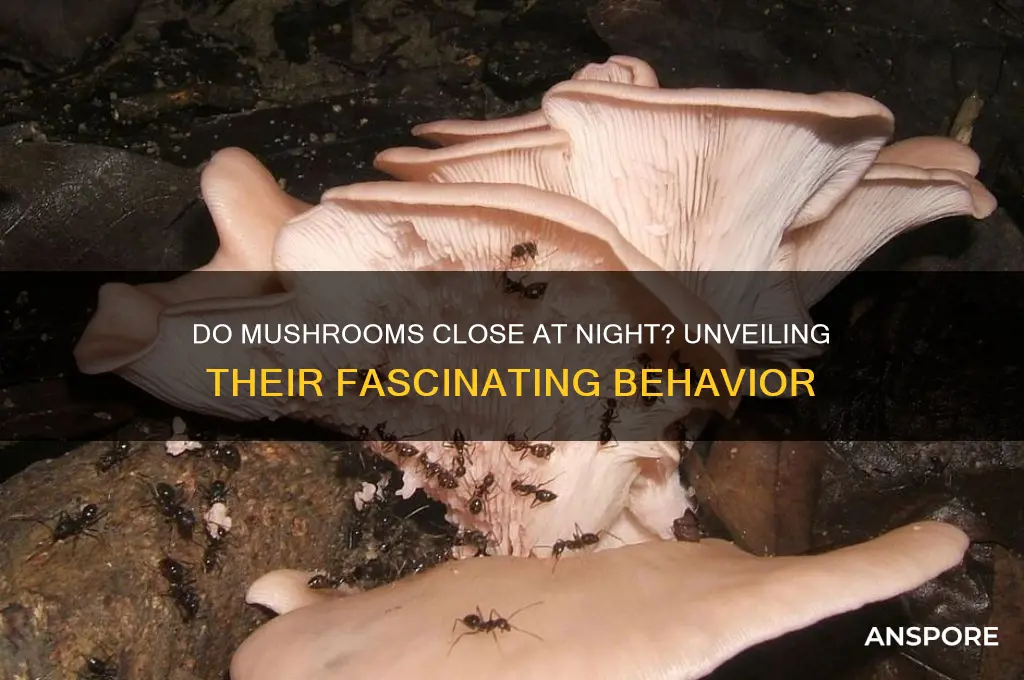 do mushrooms close up at night