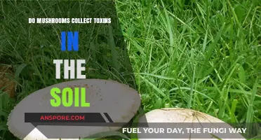 Mushrooms and Soil Toxins: Absorption, Risks, and Safe Consumption