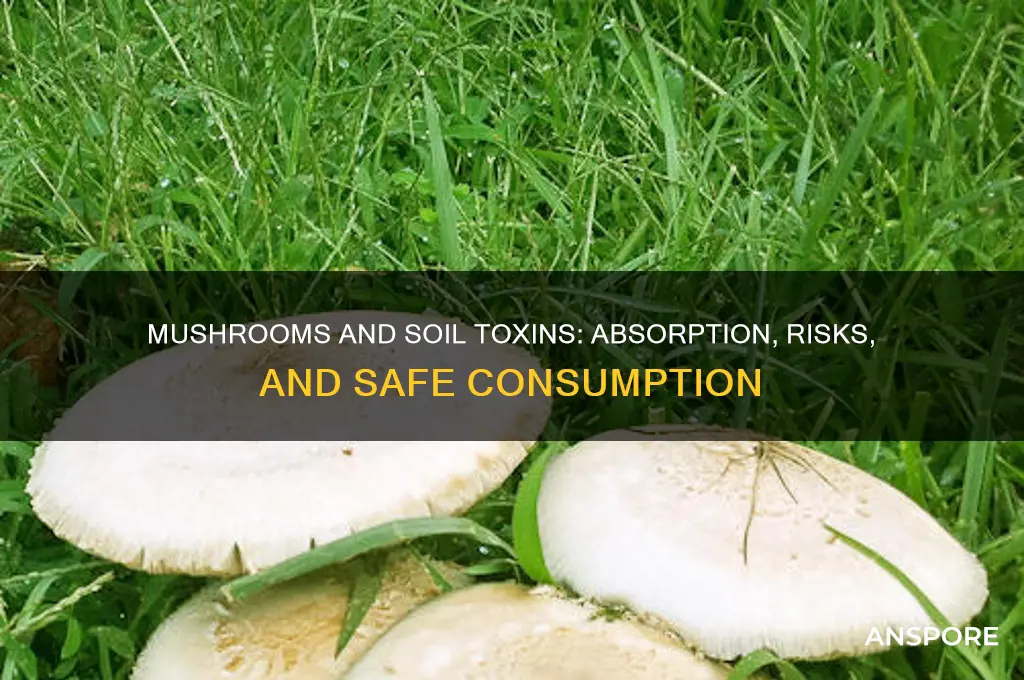 do mushrooms collect toxins in the soil