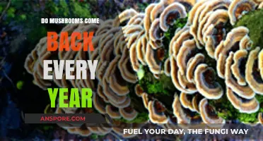 Do Mushrooms Return Annually? Understanding Their Lifecycles and Growth Patterns