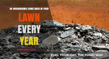 Annual Mushroom Growth: Do Lawn Fungi Reappear Yearly?