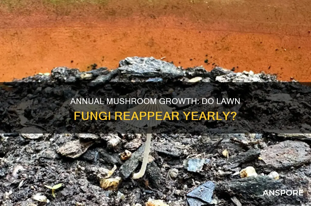 do mushrooms come back in your lawn every year