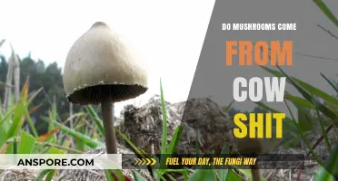 Do Mushrooms Grow in Cow Manure? Unveiling the Fungal Truth