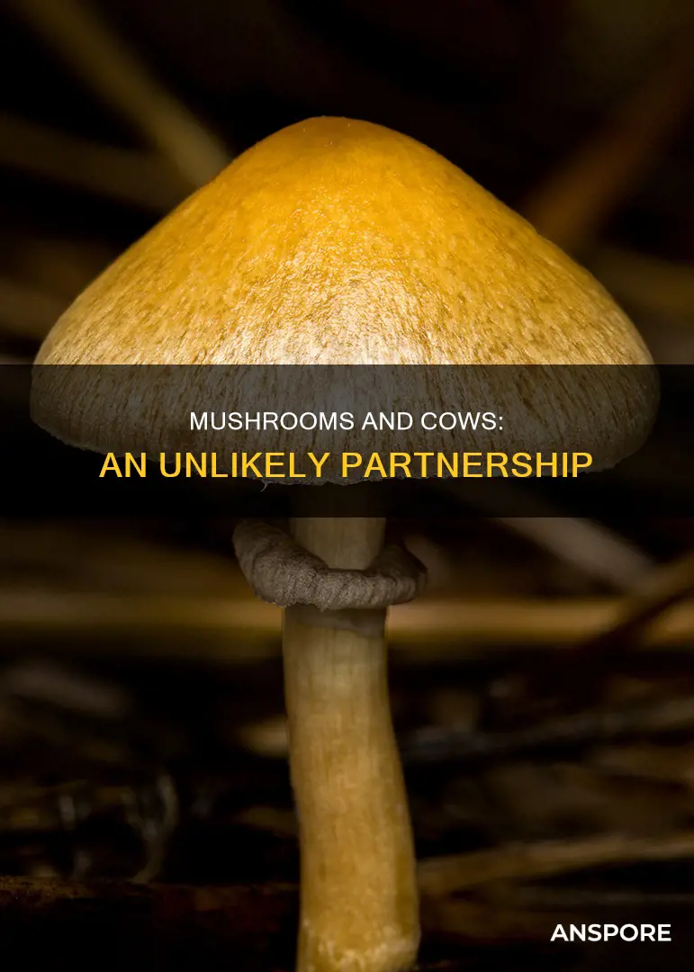 do mushrooms come from cows