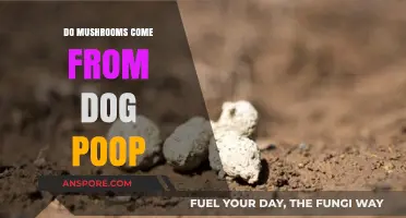 Do Mushrooms Grow on Dog Poop? Uncovering the Truth