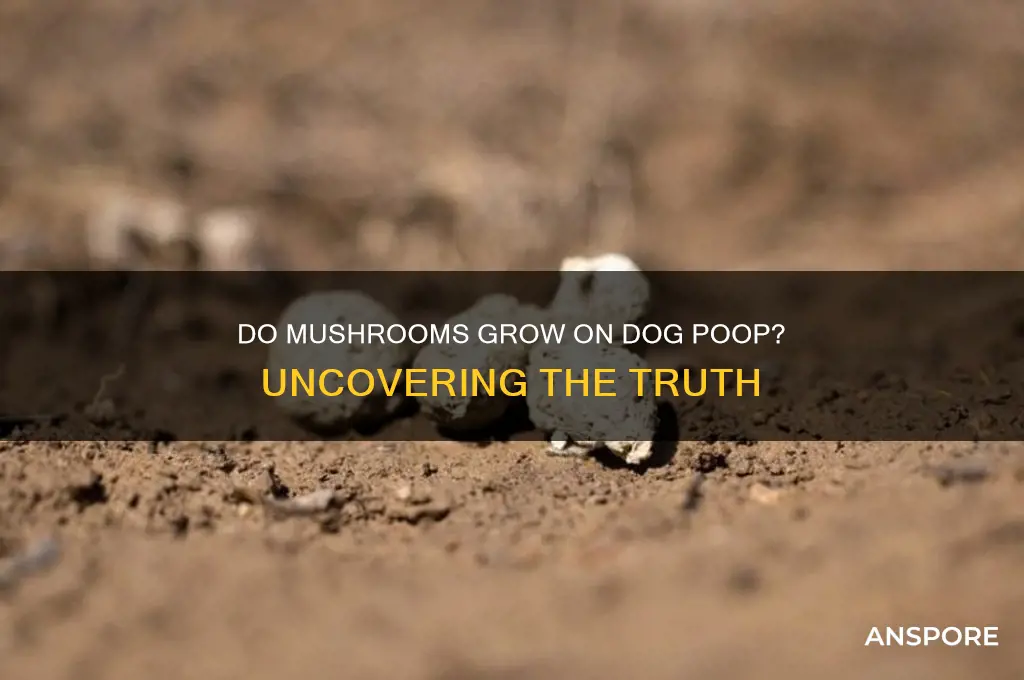 do mushrooms come from dog poop