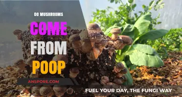 Mushroom Mystery: Do Fungi Feed on Feces?
