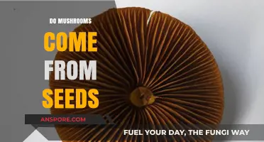 How Mushrooms Grow Without Seeds