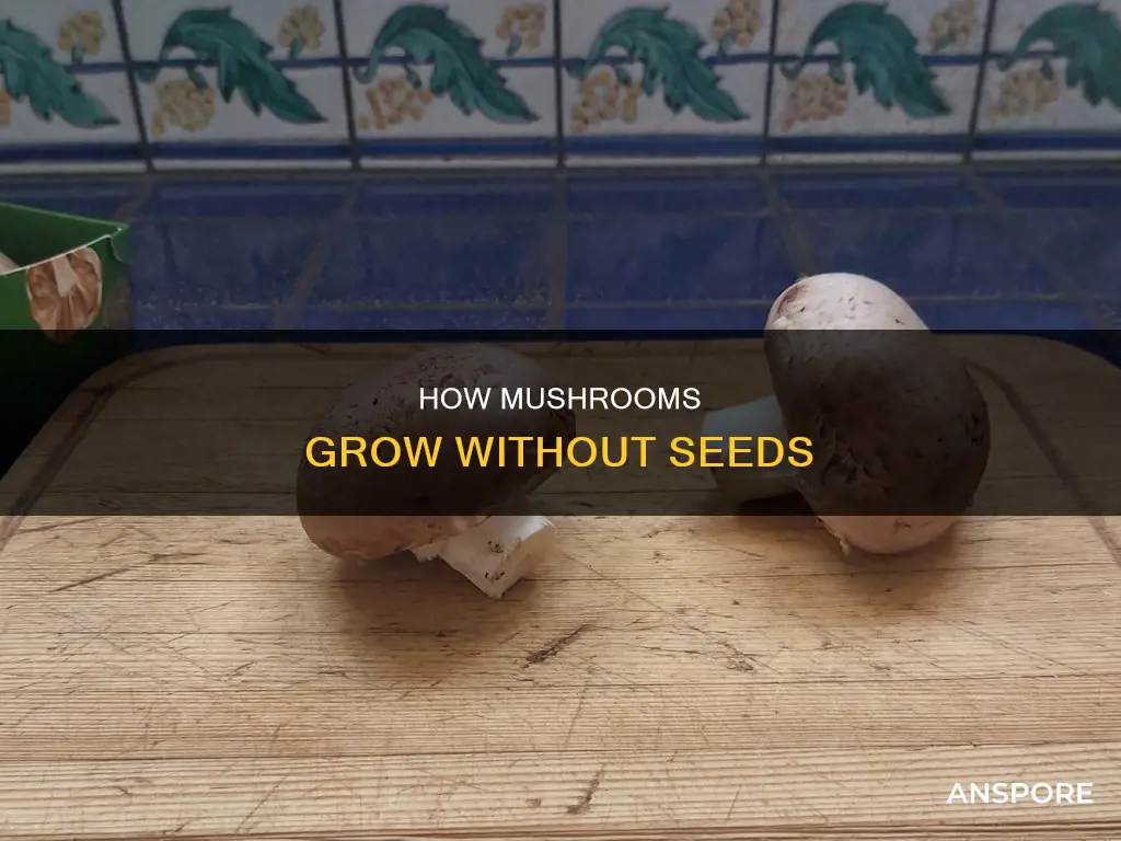 do mushrooms come from seeds