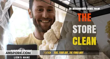 Are Store-Bought Mushrooms Clean? What You Need to Know