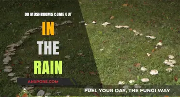 Rain's Role in Mushroom Growth: Unveiling the Fungal Phenomenon