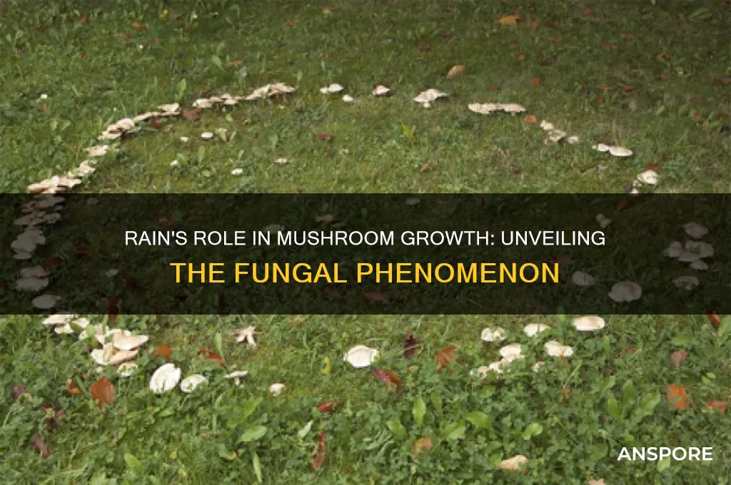 do mushrooms come out in the rain