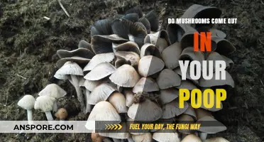 Mushrooms in Your Poop: Myth or Digestive Reality Explained
