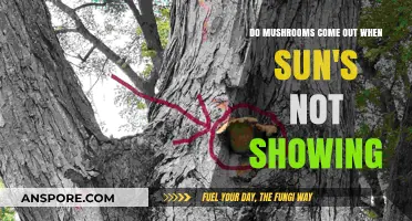 Do Mushrooms Thrive in Shade? Exploring Sunless Fungal Growth